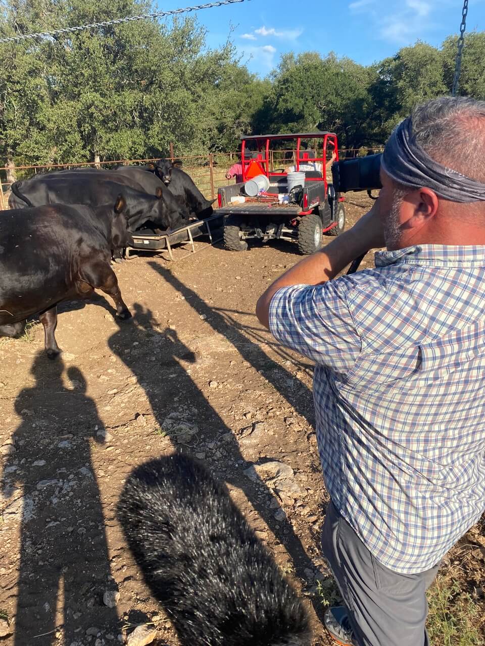 B-roll of cattle being fed on the Lindsey Ranch being recorded